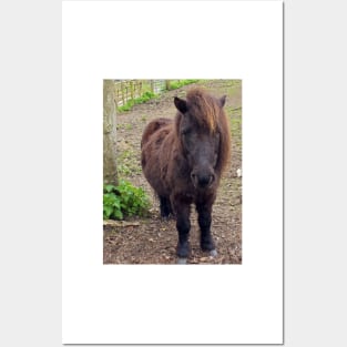 Shetland Pony Posters and Art